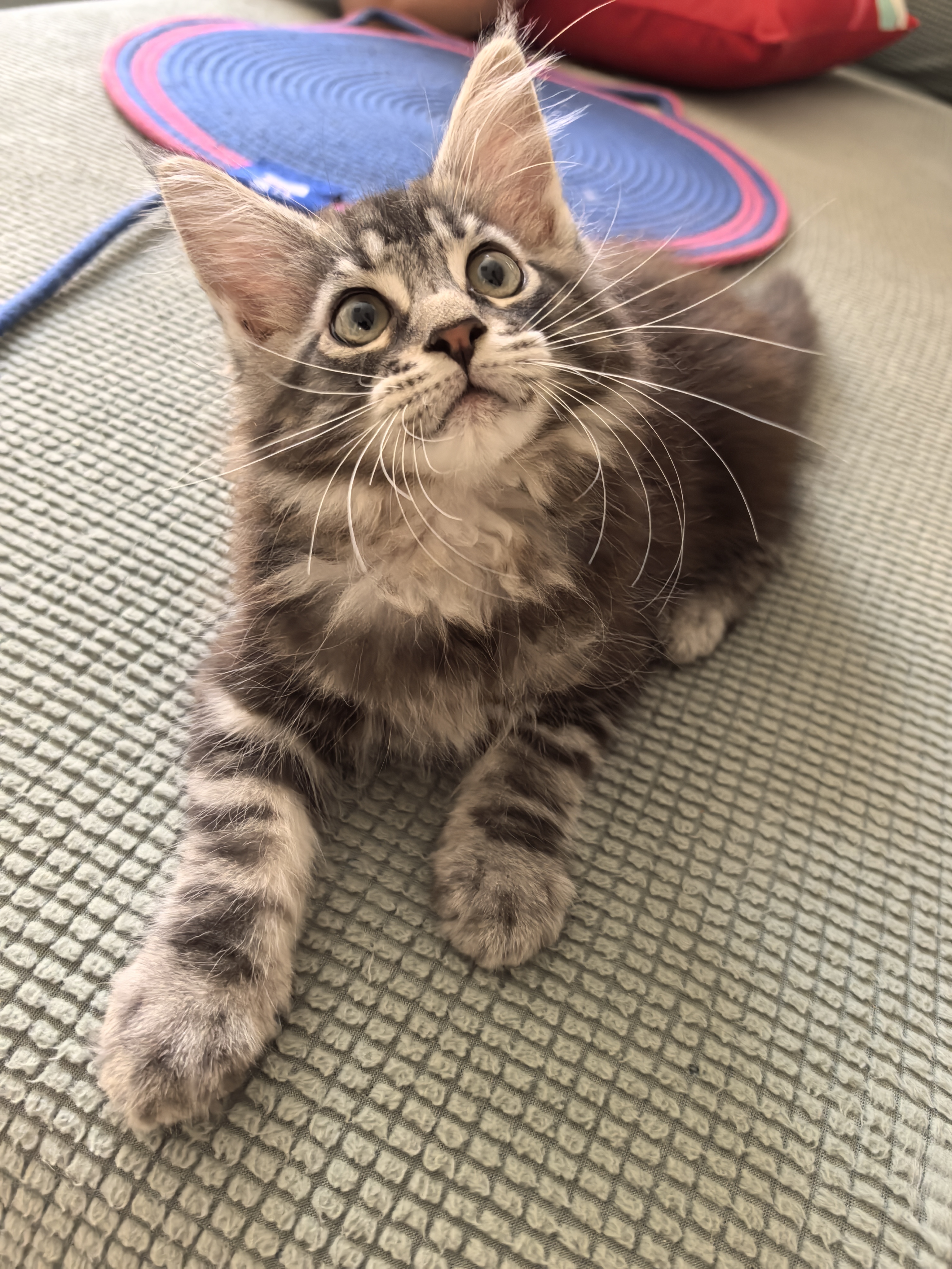 缅因猫